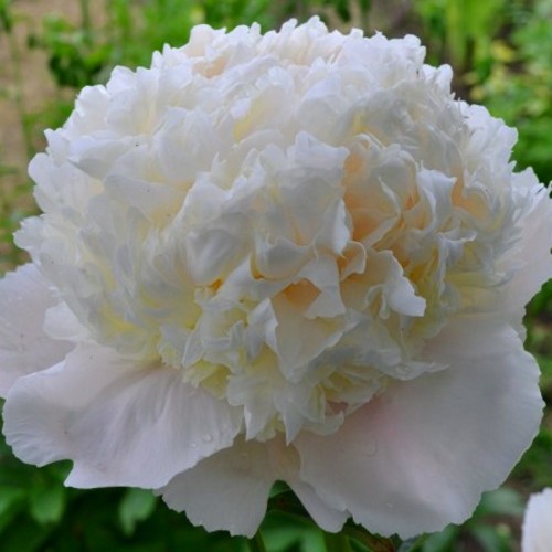 Paeonia 'White Charm' - Pojeng 'White Charm' C7/7L
